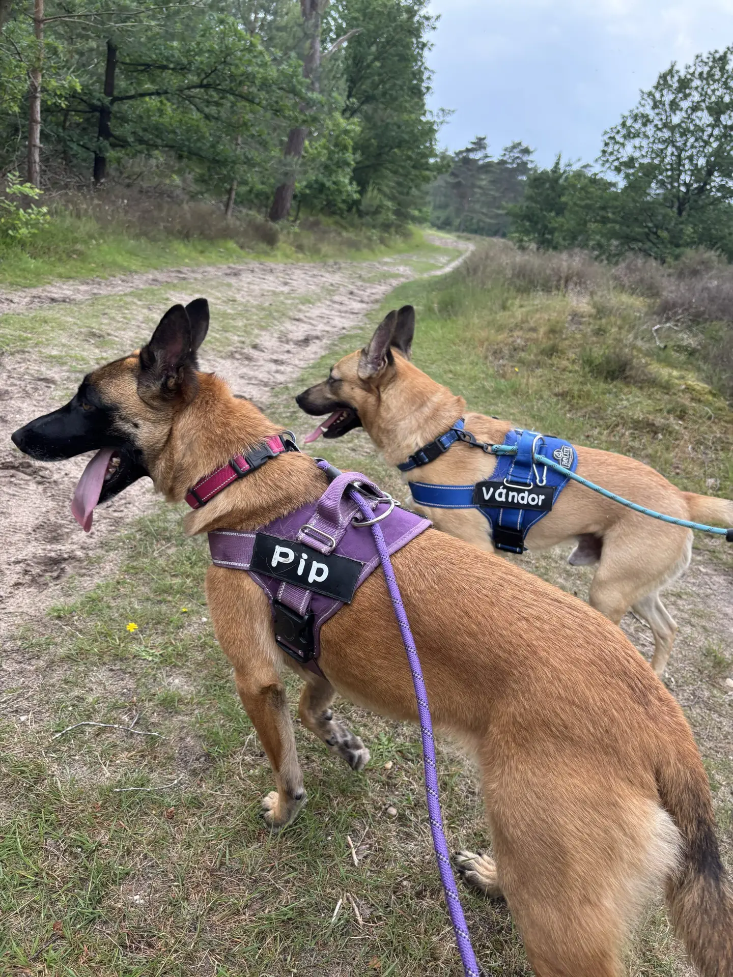 Pip_Vándor Pip_Vándor