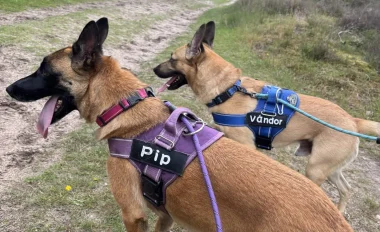 Pip_Vándor